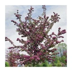 Crataegus laevigata 'Pauls Scarlet' | Hawthorn Tree -FruitSprout Shop TR01399L add image 2 2cc8