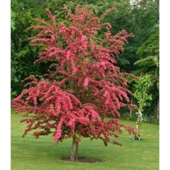Crataegus laevigata 'Pauls Scarlet' | Hawthorn Tree -FruitSprout Shop TR01399L add image 3 bb63