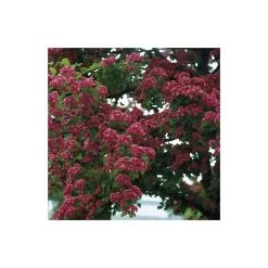 Crataegus laevigata 'Pauls Scarlet' | Hawthorn Tree -FruitSprout Shop TR01399L add image 4 c9c2