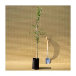 Crataegus laevigata 'Pauls Scarlet' | Hawthorn Tree -FruitSprout Shop TR01399L add image 5 7d98