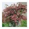 Crataegus laevigata 'Pauls Scarlet' | Hawthorn Tree -FruitSprout Shop TR01399L main image 3a55
