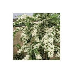 Crataegus laevigata 'Plena' | Hawthorn Tree -FruitSprout Shop TR0140 add image 1 c41e