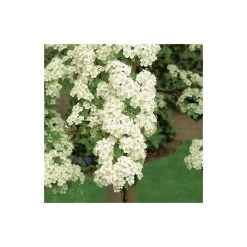 Crataegus laevigata 'Plena' | Hawthorn Tree -FruitSprout Shop TR0140 add image 2 997c