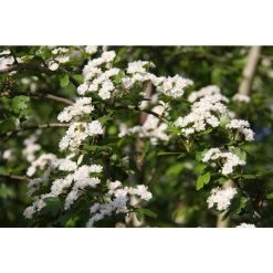 Crataegus laevigata 'Plena' | Hawthorn Tree -FruitSprout Shop TR0140 add image 3 32eb