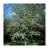 Crataegus laevigata 'Plena' | Hawthorn Tree -FruitSprout Shop TR0140 main image 14a5