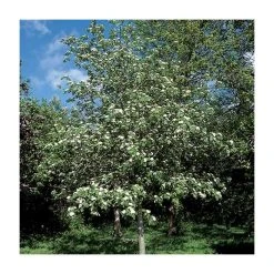 Crataegus laevigata 'Plena' | Hawthorn Tree