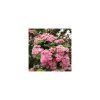 Crataegus laevigata 'Rosea Flore Pleno' | Hawthorn Tree -FruitSprout Shop TR0141 main image 3fc4