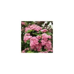 Crataegus laevigata 'Rosea Flore Pleno' | Hawthorn Tree