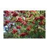 Crataegus persimilis 'Prunifolia' | Hawthorn Tree 2 Crataegus persimilis 'Prunifolia' | Hawthorn Tree -FruitSprout Shop TR0143 main image a1ed