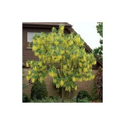 Laburnum x watereri 'Vossii' 9 Laburnum x watereri 'Vossii' -FruitSprout Shop TR01499L add image 1 9fe3