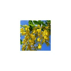 Laburnum x watereri 'Vossii' 10 Laburnum x watereri 'Vossii' -FruitSprout Shop TR01499L add image 2 ebfb