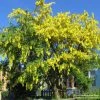 Laburnum x watereri 'Vossii' -FruitSprout Shop TR01499L main image 8452