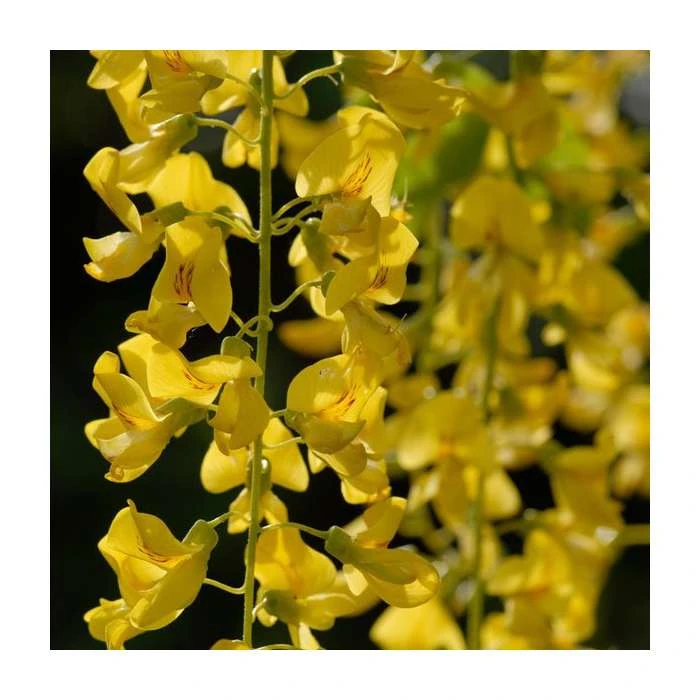 Laburnum x watereri 'Vossii' 4 Laburnum x watereri 'Vossii' - Image 2