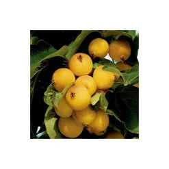 Malus 'Butterball' | Crabapple Tree -FruitSprout Shop TR01539L add image 1 e24b