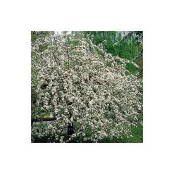 Malus 'Butterball' | Crabapple Tree -FruitSprout Shop TR01539L add image 2 8b8f