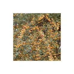 Malus 'Butterball' | Crabapple Tree -FruitSprout Shop TR01539L add image 3 3fc9