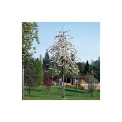 Malus 'Butterball' | Crabapple Tree -FruitSprout Shop TR01539L add image 4 52f7