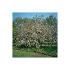 Malus 'Butterball' | Crabapple Tree -FruitSprout Shop TR01539L add image 5 9ae0