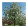 Malus 'Butterball' | Crabapple Tree 1 Malus 'Butterball' | Crabapple Tree -FruitSprout Shop TR01539L main image b40b