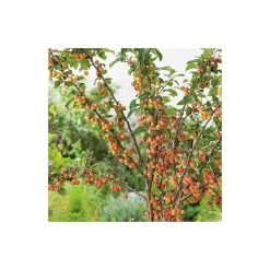 Malus 'Evereste' | Crabapple Tree -FruitSprout Shop TR0154 add image 1 7e38