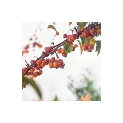Malus 'Evereste' | Crabapple Tree -FruitSprout Shop TR0154 add image 2 9f64