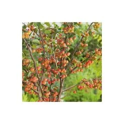 Malus 'Evereste' | Crabapple Tree -FruitSprout Shop TR0154 add image 3 e3ea