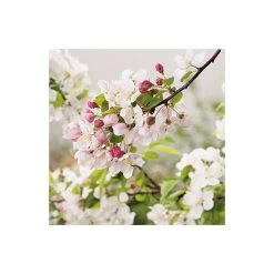 Malus 'Evereste' | Crabapple Tree -FruitSprout Shop TR0154 add image 4 6c6d