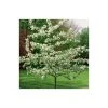Malus 'Evereste' | Crabapple Tree -FruitSprout Shop TR0154 main image 8e15