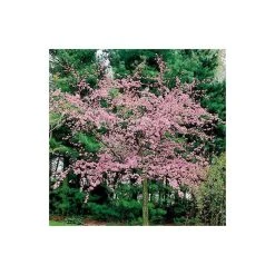 Malus floribunda | Crabapple Tree -FruitSprout Shop TR01559L add image 1 c451