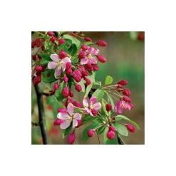Malus floribunda | Crabapple Tree -FruitSprout Shop TR01559L add image 2 da00
