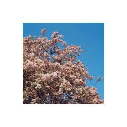 Malus floribunda | Crabapple Tree -FruitSprout Shop TR01559L add image 3 8d5e