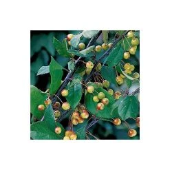 Malus floribunda | Crabapple Tree -FruitSprout Shop TR01559L add image 4 1c75