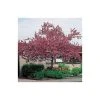 Malus floribunda | Crabapple Tree -FruitSprout Shop TR01559L main image 22d2