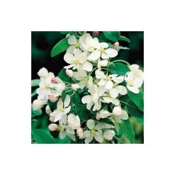 Malus x atrosanguinea 'Gorgeous' | Crabapple Tree 7 Malus x atrosanguinea 'Gorgeous' | Crabapple Tree -FruitSprout Shop TR0156 add image 2 28fa
