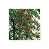 Malus x atrosanguinea 'Gorgeous' | Crabapple Tree -FruitSprout Shop TR0156 main image e1e0