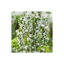 Malus 'John Downie' | Crabapple Tree -FruitSprout Shop TR01579L add image 1 36c1