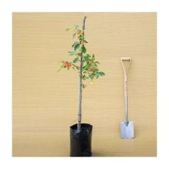 Malus 'John Downie' | Crabapple Tree -FruitSprout Shop TR01579L add image 2 0c7c