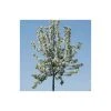 Malus 'John Downie' | Crabapple Tree -FruitSprout Shop TR01579L main image e960