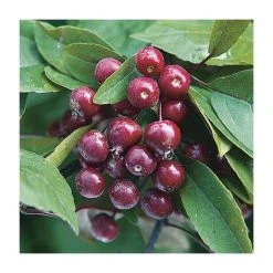 Malus x moerlandsii 'Profusion' | Crabapple Tree -FruitSprout Shop TR01599L add image 1 de77