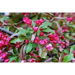 Malus x moerlandsii 'Profusion' | Crabapple Tree -FruitSprout Shop TR01599L add image 2 5431