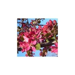 Malus x moerlandsii 'Profusion' | Crabapple Tree -FruitSprout Shop TR01599L add image 3 14e5