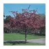 Malus x moerlandsii 'Profusion' | Crabapple Tree -FruitSprout Shop TR01599L main image 057d