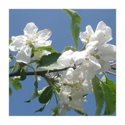 Malus 'Montreal Beauty' | Crabapple Tree -FruitSprout Shop TR01609L add image 1 d2b6