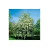 Malus 'Montreal Beauty' | Crabapple Tree -FruitSprout Shop TR01609L main image 13cf