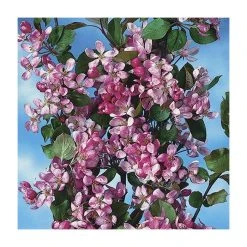 Malus x purpurea 'Neville Copeman' | Crabapple Tree -FruitSprout Shop TR01629L add image 1 4b2d