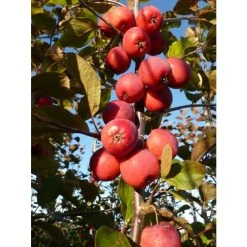 Malus x purpurea 'Neville Copeman' | Crabapple Tree -FruitSprout Shop TR01629L add image 2 7f33