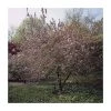 Malus x purpurea 'Neville Copeman' | Crabapple Tree -FruitSprout Shop TR01629L main image 29f9