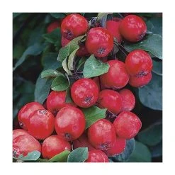 Malus x purpurea 'Neville Copeman' | Crabapple Tree -FruitSprout Shop TR01629L rollover image 7ec3