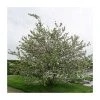 Malus x robusta 'Red Sentinel' | Crabapple Tree -FruitSprout Shop TR01639L main image 3940