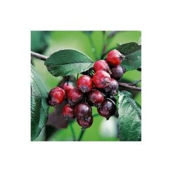 Malus 'Royalty' | Crabapple Tree -FruitSprout Shop TR01649L add image 1 6610